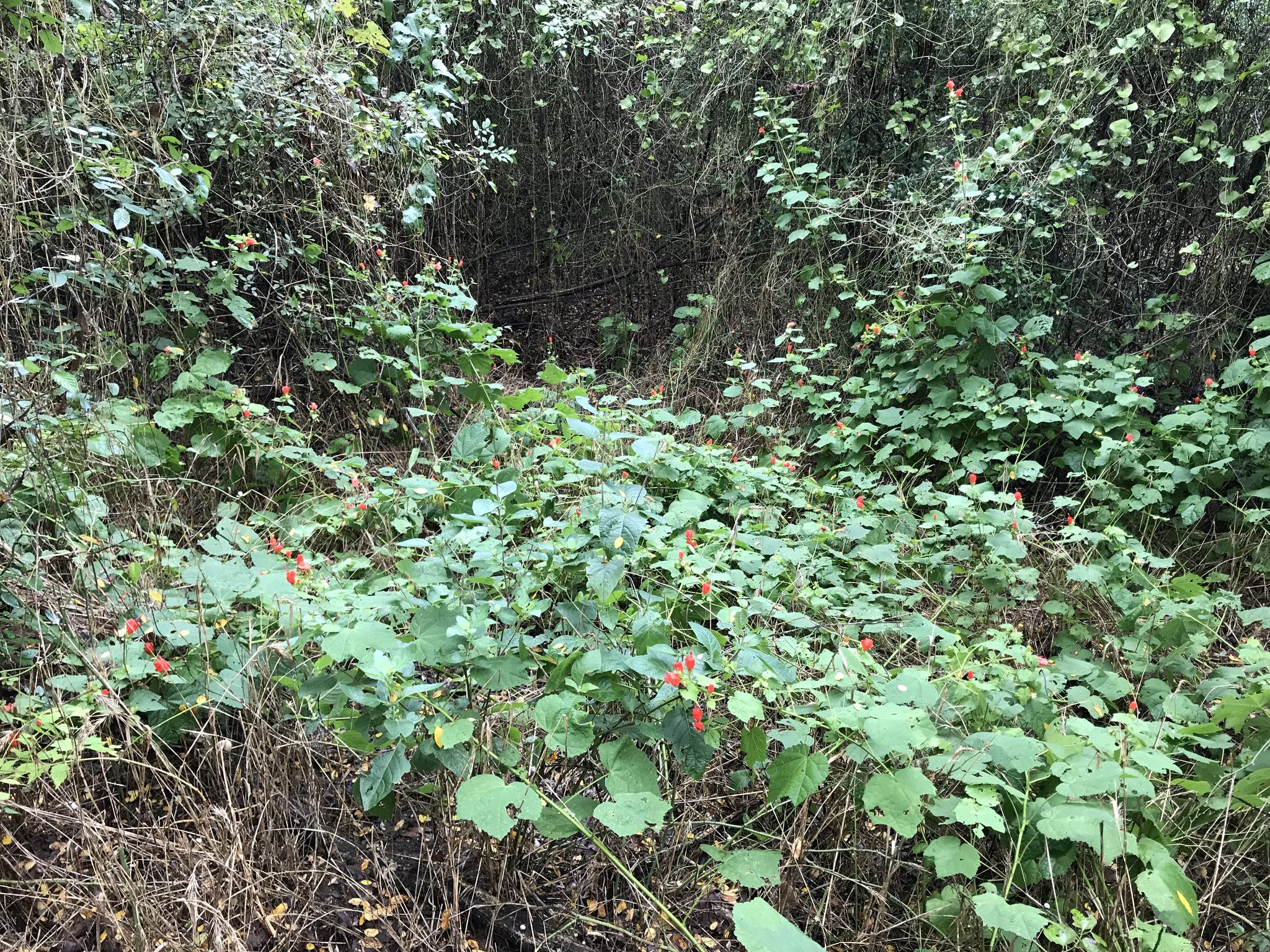 Malvaviscus arboreus